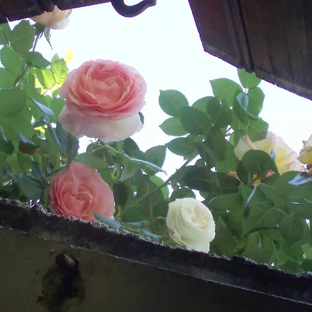 Au Soleil D'albi Bed & Breakfast 2*