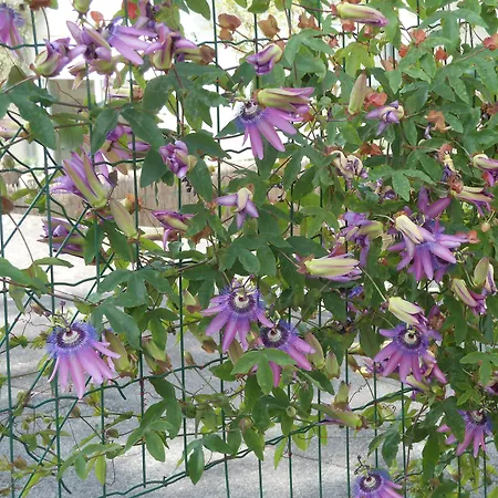 Au Soleil D'albi Bed & Breakfast