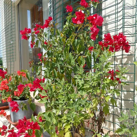 Bed & Breakfast Au Soleil D'albi