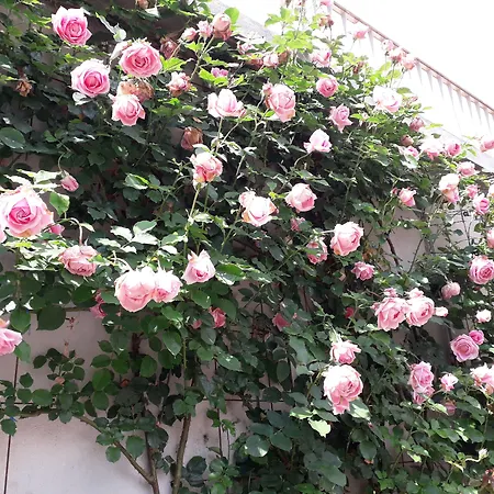 Bed & Breakfast Au Soleil D'albi